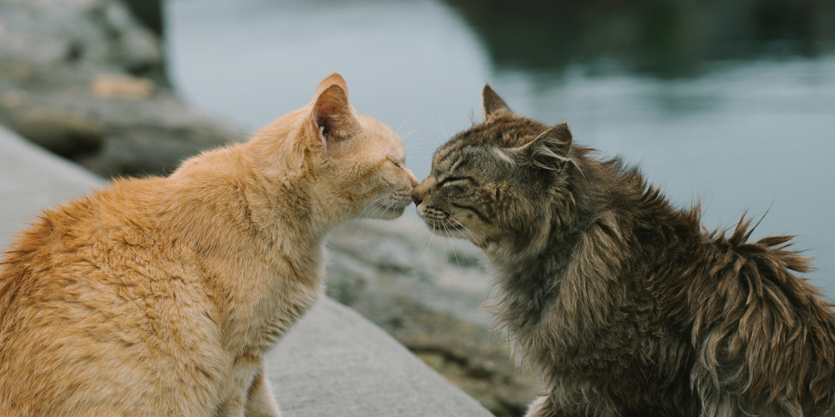 Kedi
