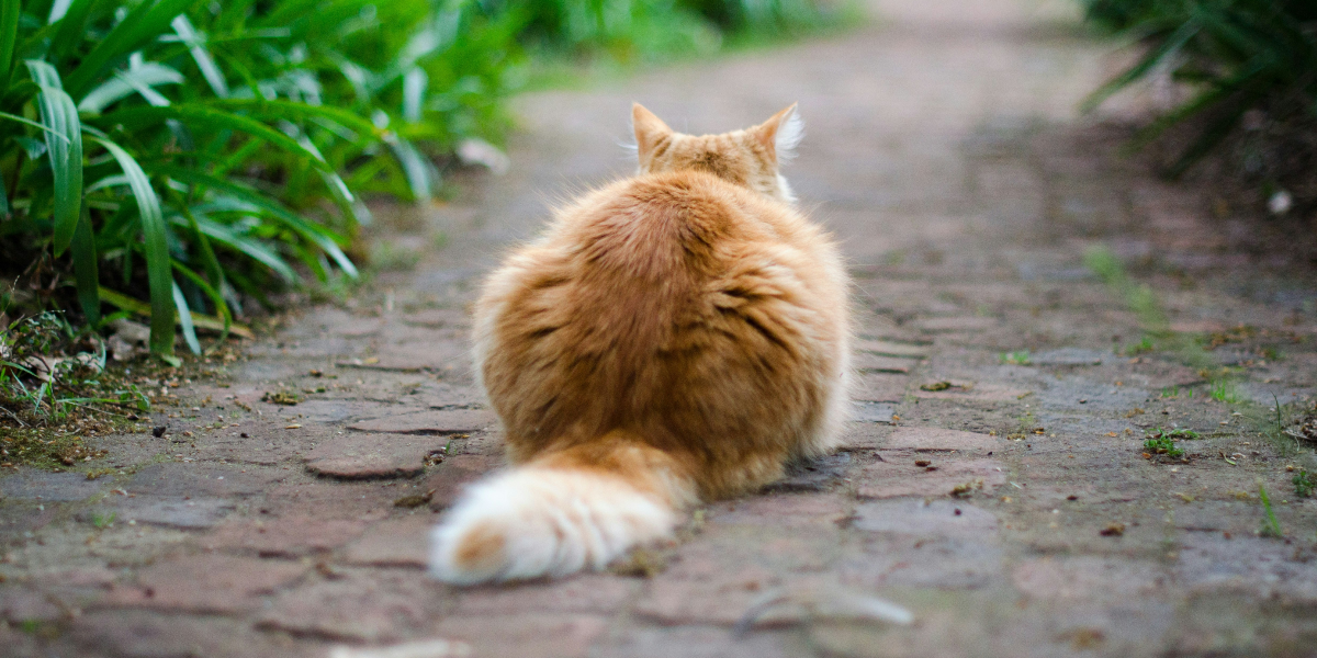 Kedi